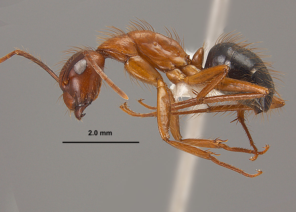 Camponotus floridanus, lateral view of minor worker Camponotus floridanus, lateral view of minor worker